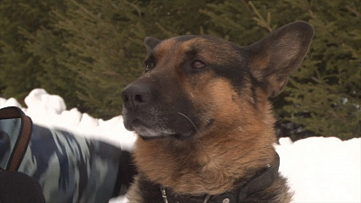 На пенсию в 9 лет: служебные собаки работают на износ