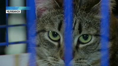 В Картинной галерее провели «День кота»