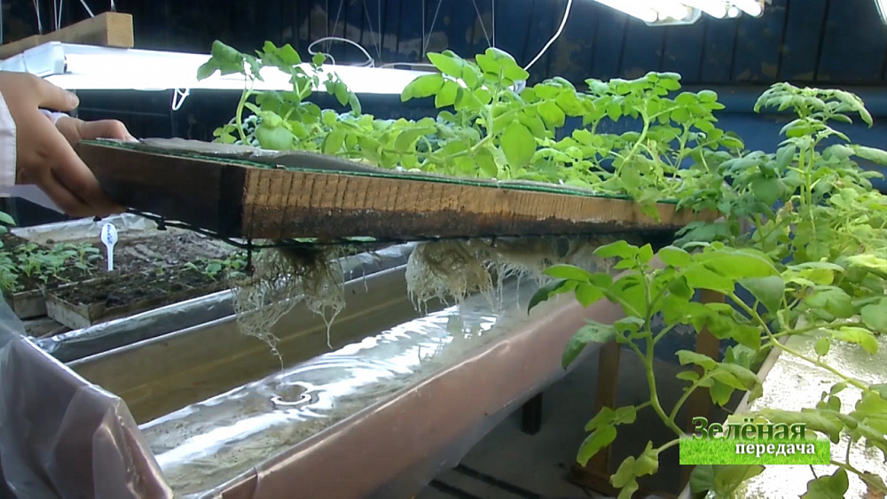 Зеленая передача 05.03.2020