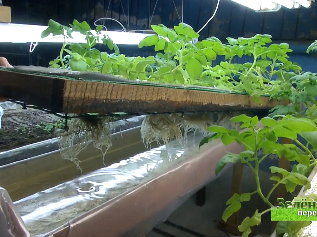 зеленая передача челябинск последний выпуск за 2022 г на отв. зеленая передача последний выпуск. зелёная передача последний выпуск 2021. 4. зеленая передача челябинск последний выпуск за 2022 г на отв.