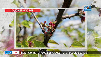 Садовые истории — абрикосы и сливы