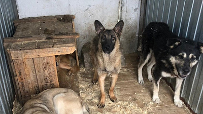 Челябинские власти готовятся отыграть контракты на отлов и содержание бродячих животных