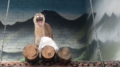 В зоопарке сняли на видео весеннюю песню пумы