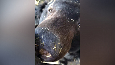 В Челябинском зоопарке мишки проснулись от зимней спячки