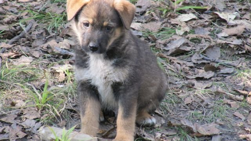 Собачка дворняжка. Породы дворовых собак. Новорождённые щенки дворовой собаки. Дворняга собака. Щенки свежие объявления.