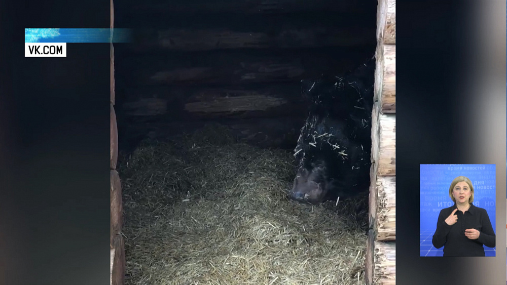 В зоопарке медведи вышли из спячки