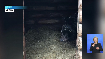 В зоопарке медведи вышли из спячки