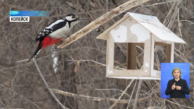 Копейчанка делает необычные фото птиц