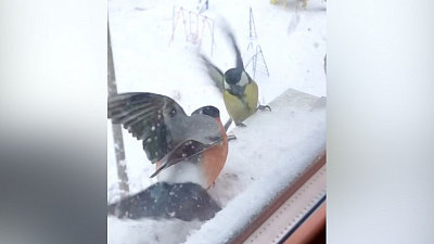 Баттл на подоконнике: снегири VS синички