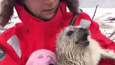 Трогательное спасение малыша нерпы