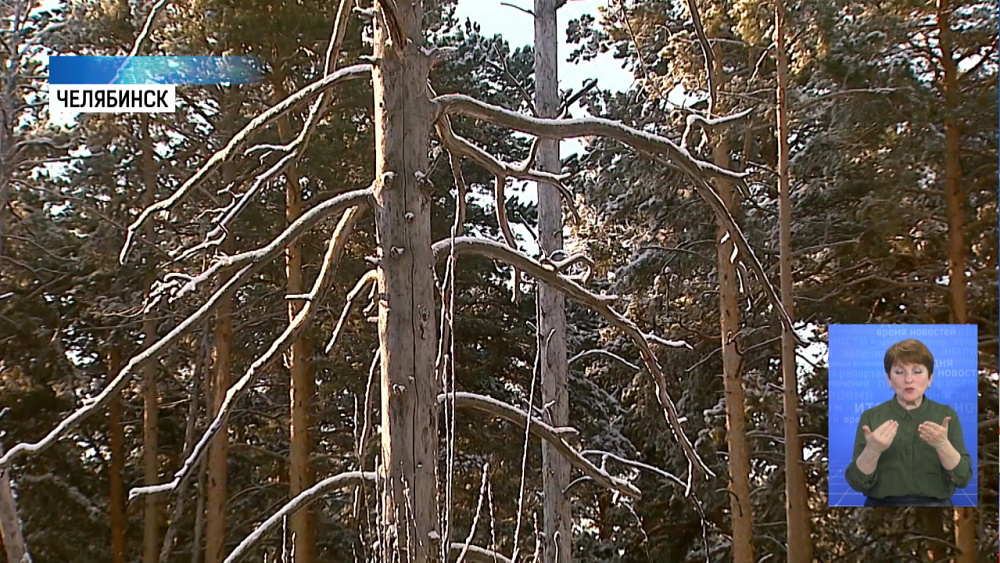 В городском бору проведут санитарную вырубку