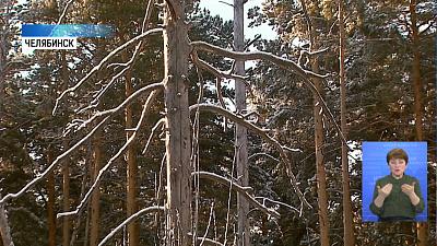 В городском бору проведут санитарную вырубку