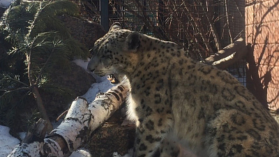 Снежный барс питается берёзовой корой