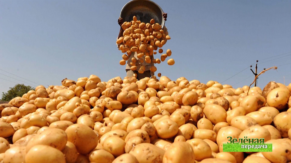 Зеленая передача 19.03.2020