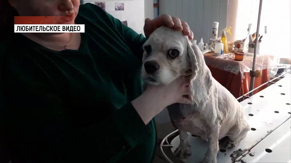 Собаке вонзили нож в шею