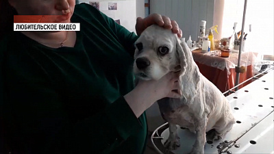 Собаке вонзили нож в шею