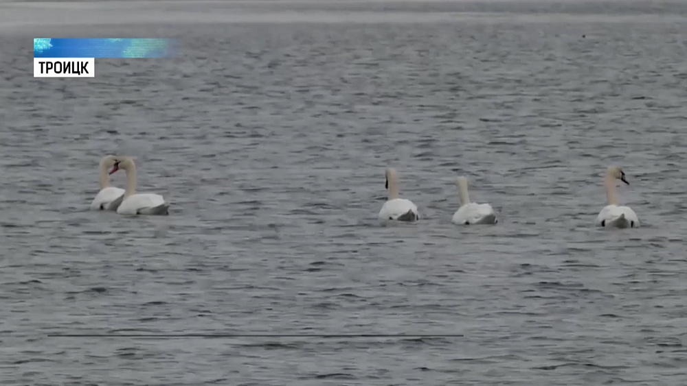 В Челябинскую область прилетели лебеди