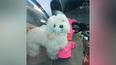 В Златоусте собачка замерзает в машине