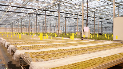 Челябинская компания запускает тепличный комбинат в Зауралье