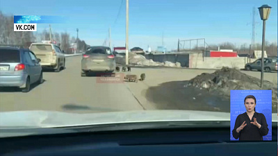 В Магнитогорске поросята выбежали на дороге