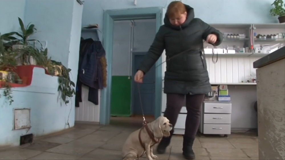 Пострадавшая собака обрела новый дом