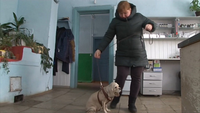 Пострадавшая собака обрела новый дом