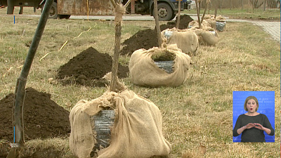 В Челябинске начнут высадку деревьев