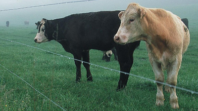 Приобретая электропастух, вы получаете надежную защиту по доступной цене