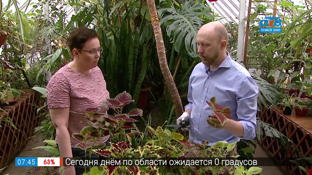 Садовые истории — Колеус