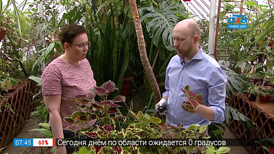 Садовые истории — Колеус