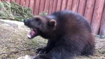 В Челябинском зоопарке росомаха изучает запах и вкус змеиной кожи