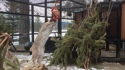 Обед с приключениями для рыси по кличке Персик