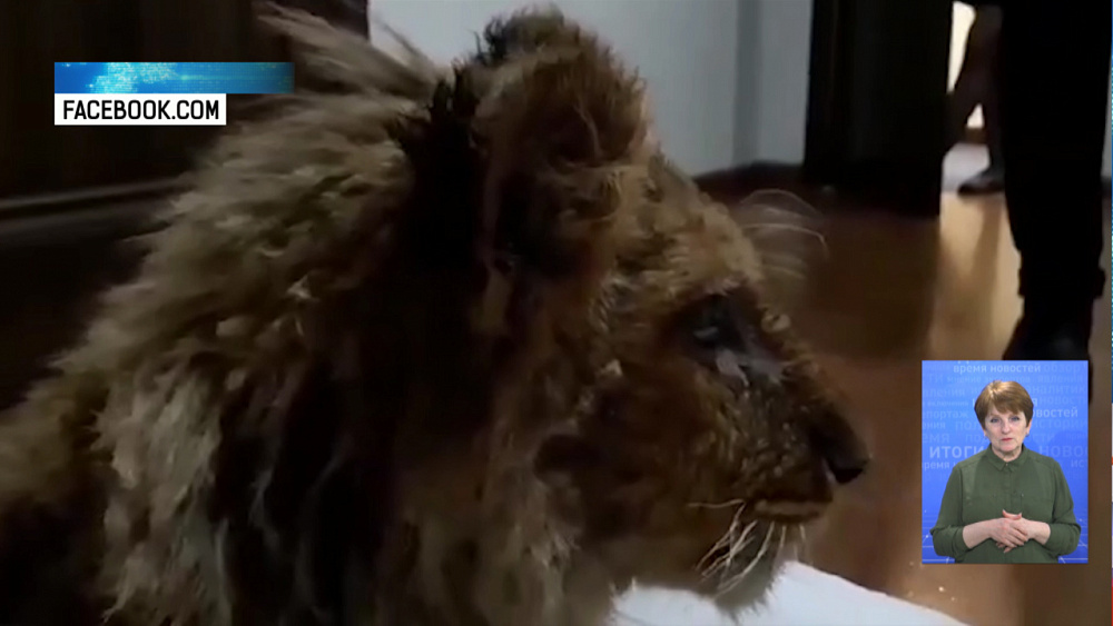 Врач из Челябинска спасает 7-месячного львенка