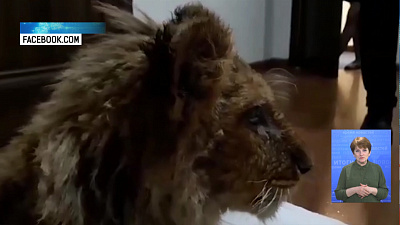 Врач из Челябинска спасает 7-месячного львенка