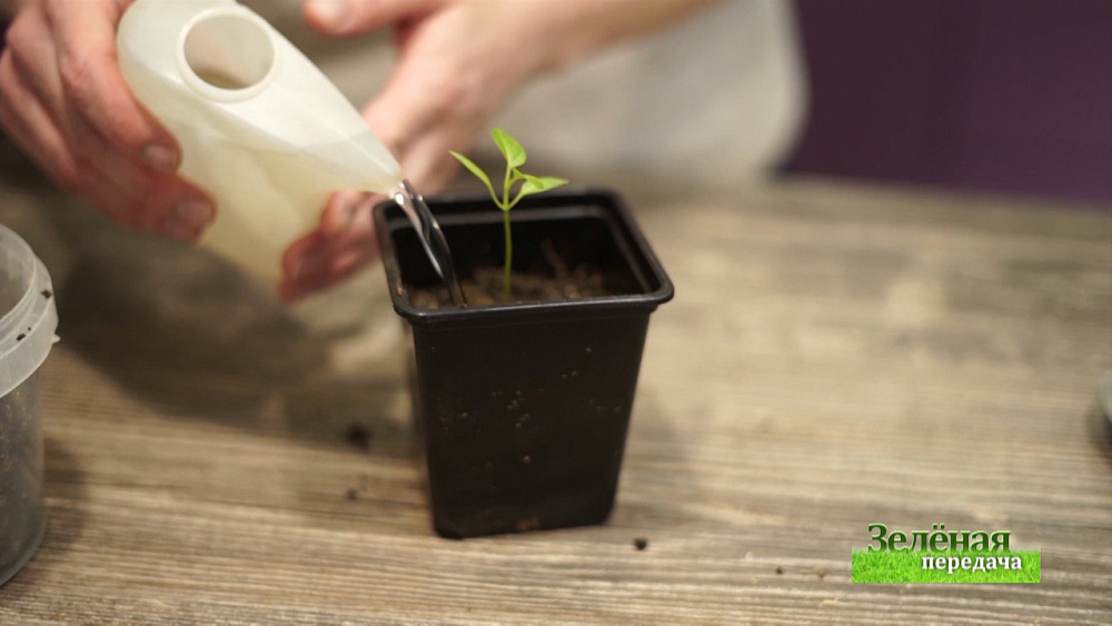 Зеленая передача 26.03.2020