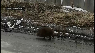 Началась весенняя миграция ондатр