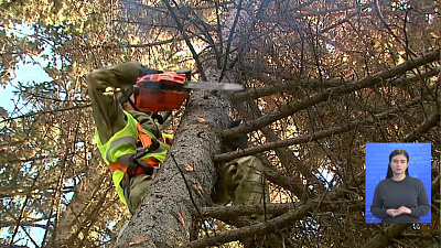 520 деревьев приведут в порядок