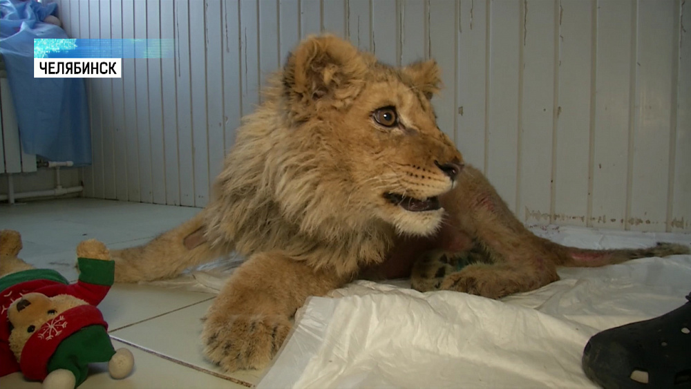 Карен Даллакян спас семимесячного льва