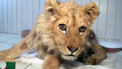 Карен Даллакян лечит львенка Симбу из Дагестана, который попадал в руки к живодерам