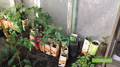 Зеленая передача 02.04.2020