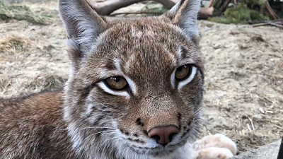 Рысь Персик грустит из-за обязательной самоизоляции