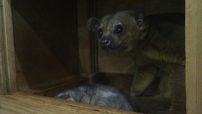 Первое видео малыша кинкажу из Челябинского зоопарка