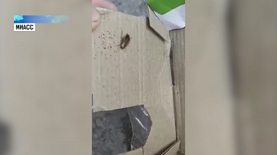 В новой детской игрушке нашли тараканов