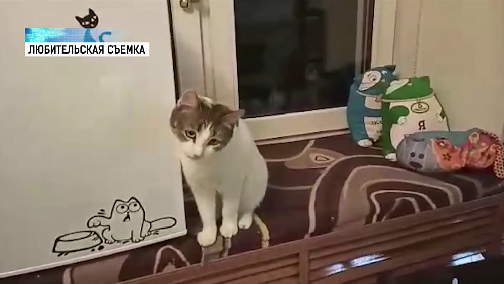 В режиме карантина живут 9 котов