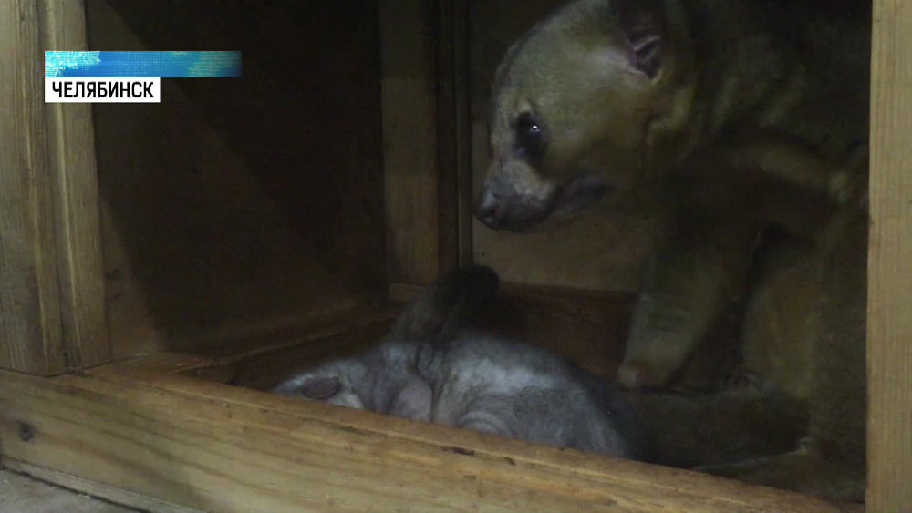 В Челябинском зоопарке родился цветочный мишка