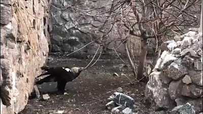 Орёл могильник на самоизоляции придумал свою систему тренировок