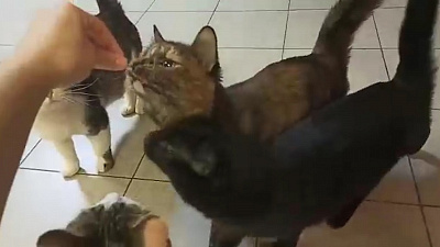 Как соблюдает режим самоизоляции челябинское Котокафе