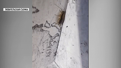 Миасцы нашли тараканов в детской игрушке