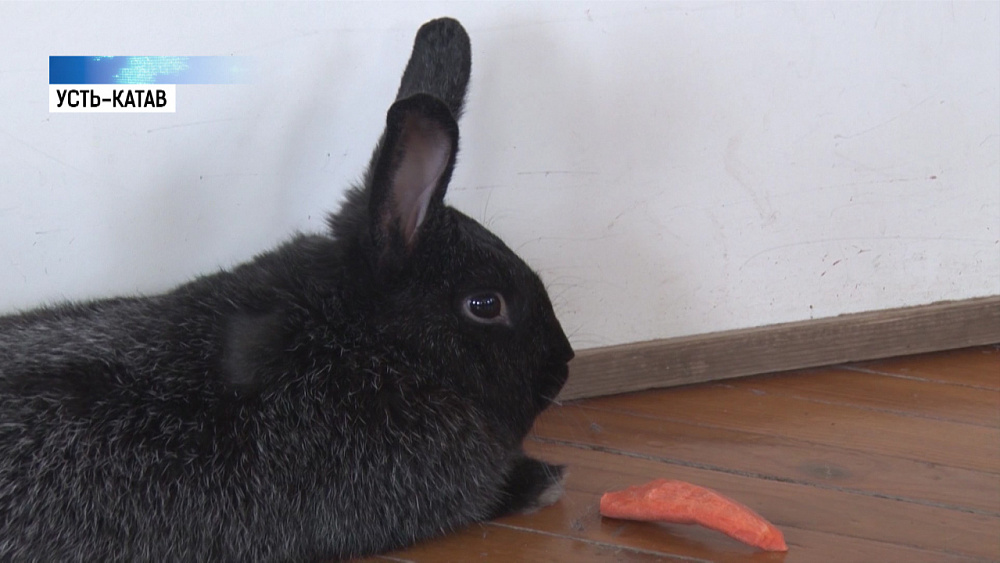 В музее Усть-Катава живет кролик