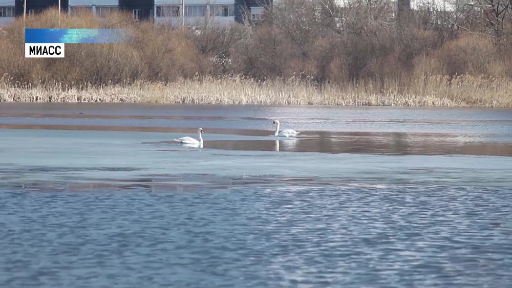 С зимовки вернулись лебеди